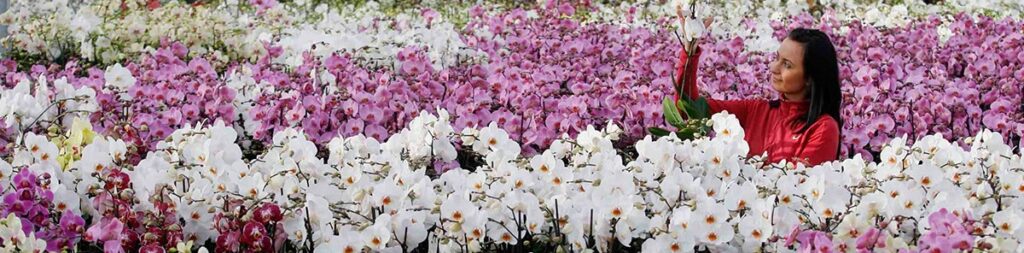 Accounting solutions with Ward Goodman